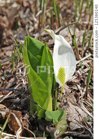 Mizubasho Mizubasho Hokkaido Spring Flowers Mizubasho Mizubasho Hokkaido Spring Flowers 125360140