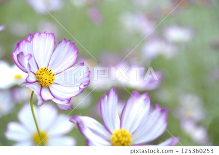 I saw a cosmos field someday 125360253