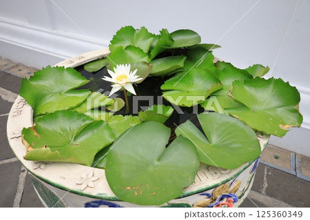 泰國 鄭王廟, 曼谷, 泰國 泰國 鄭王廟, 曼谷, 泰國 125360349