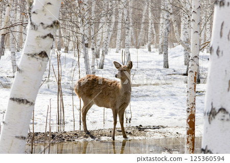 female deer in the park surrounded by melting March snow is looking for food female deer in the park surrounded by melting March snow is looking for food 125360594