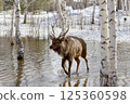 male deer in the park surrounded by melting March snow  is looking for food 125360598