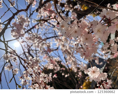 櫻花盛開 櫻花盛開 125360662