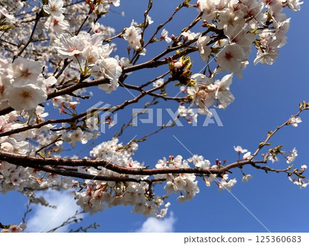 櫻花盛開 櫻花盛開 125360683