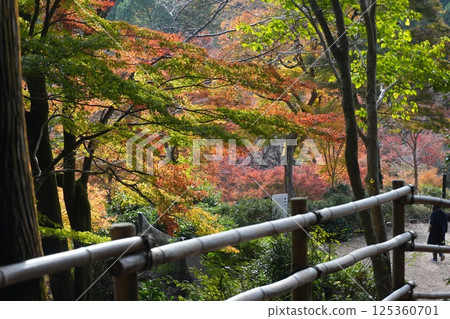 Momijien of Kitano Tenmangu Shrine Momijien of Kitano Tenmangu Shrine 125360701