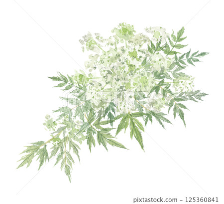 盔甲草水彩畫 125360841