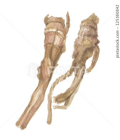 當歸、白風信子和山柳菊根的水彩畫 125360842