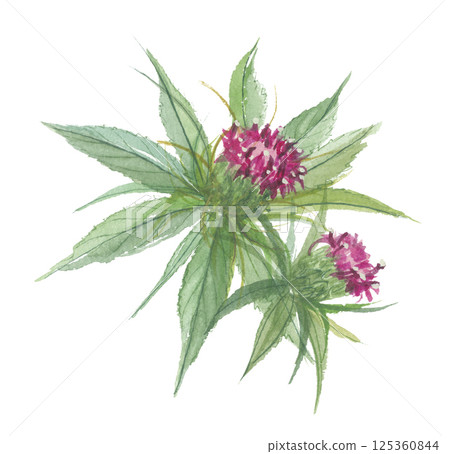 大櫻寺的水彩畫 大櫻寺的水彩畫 125360844