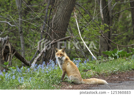Kita fox fox fox Hokkaido nature 125360883