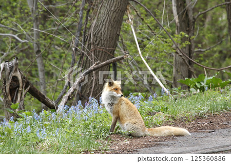 Kita fox fox fox Hokkaido nature 125360886