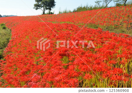 Red spider lilies in Isa City 125360908