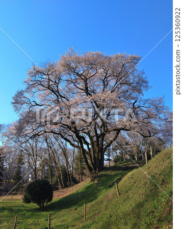 埼玉縣大里郡寄居町八方城內的宇治國櫻花盛開。 125360922