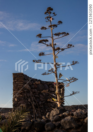 Agave bloom and blue sky, Gran Canaria, Spain 125361090