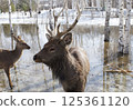 wild deers searches for food in the Ust-Kamenogorsk City Park in Eastern Kazakhstan during daytime snowmelt. 125361120