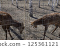 two wild deers searches for food in the Ust-Kamenogorsk City Park in Eastern Kazakhstan during daytime snowmelt. 125361121