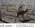 female of wild deer searches for food in the Ust-Kamenogorsk City Park in Eastern Kazakhstan during daytime snowmelt. 125361122