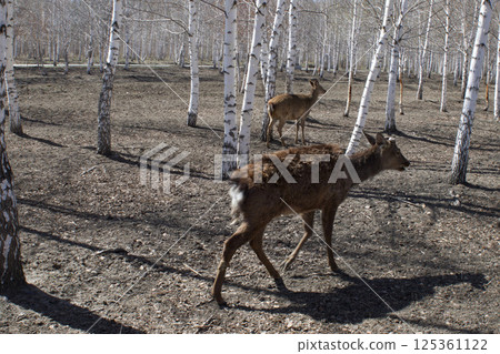 female of wild deer searches for food in the Ust-Kamenogorsk City Park in Eastern Kazakhstan during daytime snowmelt. 125361122