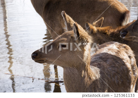 female of wild deer searches for food in the Ust-Kamenogorsk City Park in Eastern Kazakhstan during daytime snowmelt. 125361133