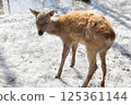 A baby of wild deer searches for food in an urban park in the city of Ust-Kamenogorsk in Eastern Kazakhstan on melting snow 125361144
