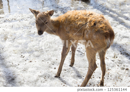 A baby of wild deer searches for food in an urban park in the city of Ust-Kamenogorsk in Eastern Kazakhstan on melting snow 125361144