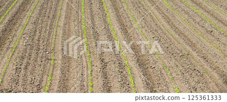 初夏的北海道田野，新芽初現 125361333