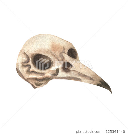 Raven skull isolated watercolor illustration.Hand drawn black dead bird head clipart for Halloween,gothic, esoteric theme poster,card,invitation design Raven skull isolated watercolor illustration.Hand drawn black dead bird head clipart for Halloween,gothic, esoteric theme poster,card,invitation design 125361440