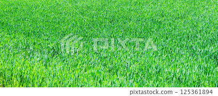 A lush wheat field typical of Hokkaido in early summer 125361894
