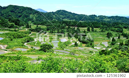 Rice paddy of Star Pass 125361902