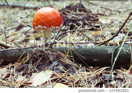 fly agaric. Young fresh small poisonous mushroom with red domed cap and white rim of spots at the edge. behind wet log of mossy tree, among fallen pine needles, on autumn nature view 125362081
