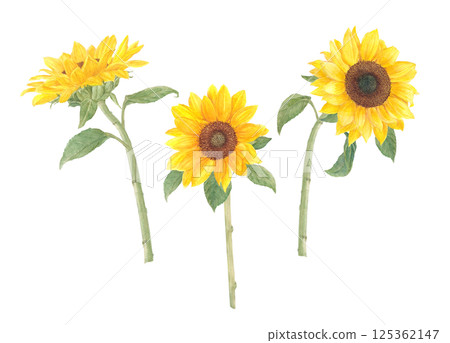 Watercolor hand-drawn sunflower flower cartoon 125362147