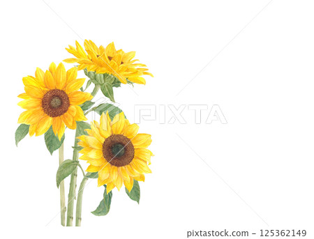 Watercolor hand-drawn sunflower flower cartoon 125362149