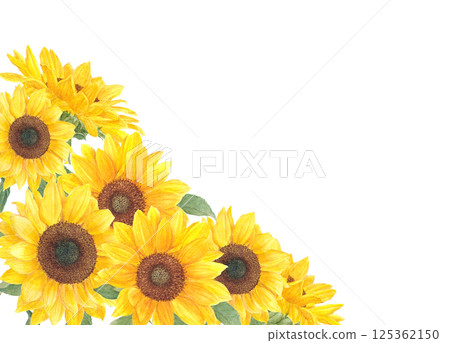 以透明水彩繪製的向日葵花背景框材料 125362150