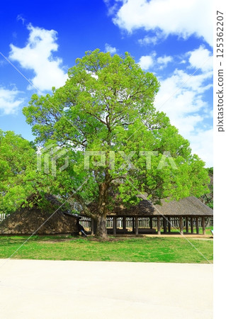 Early summer tree 125362207