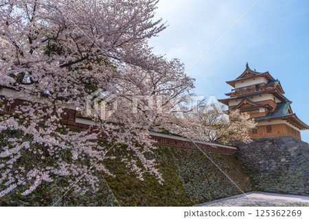 Takashima Castle, cherry blossoms in full bloom, cherry blossom snowstorm [Suwa City, Nagano Prefecture] 125362269