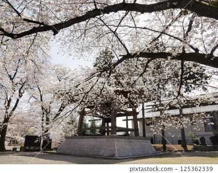 山梨縣：四月櫻花盛開，鐘樓璀璨 125362339
