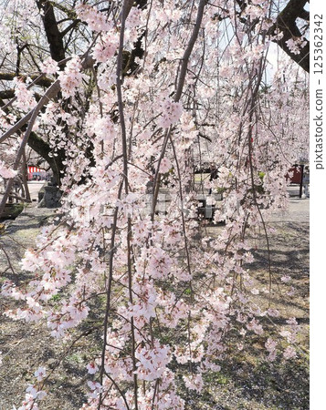 山梨縣：四月妙齡寺的垂枝櫻花盛開 125362342