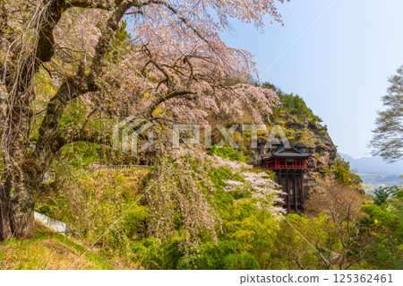 Cherry blossoms at Nunobiki Kannon Temple, Komoro City, Nagano Prefecture Cherry blossoms at Nunobiki Kannon Temple, Komoro City, Nagano Prefecture 125362461