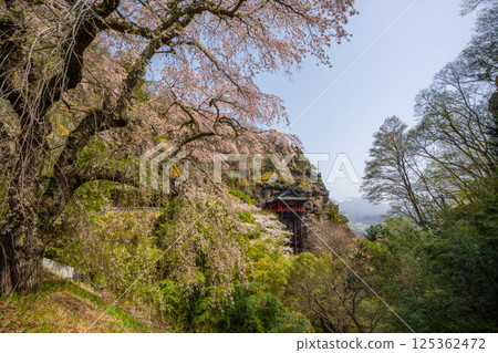 Cherry blossoms at Nunobiki Kannon Temple, Komoro City, Nagano Prefecture 125362472