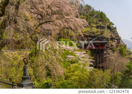 Cherry blossoms at Nunobiki Kannon Temple, Komoro City, Nagano Prefecture Cherry blossoms at Nunobiki Kannon Temple, Komoro City, Nagano Prefecture 125362478