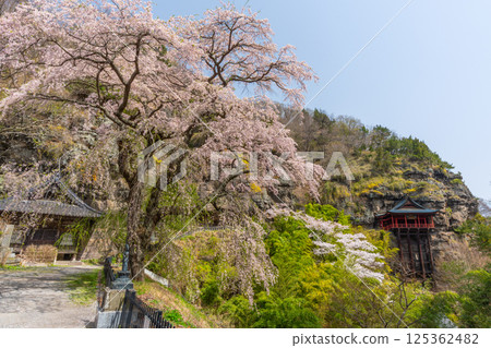 長野縣小諸市布引觀音寺的櫻花 長野縣小諸市布引觀音寺的櫻花 125362482