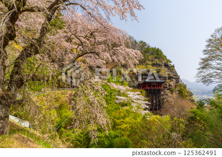 長野縣小諸市布引觀音寺的櫻花 125362491
