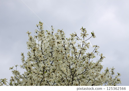 Magnolia flowers at spring. Beauty in nature. 125362566