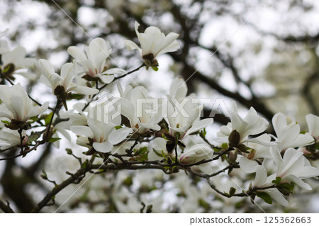 Magnolia flowers close up. Fragrant white flowers. Beauty in nature. 125362663