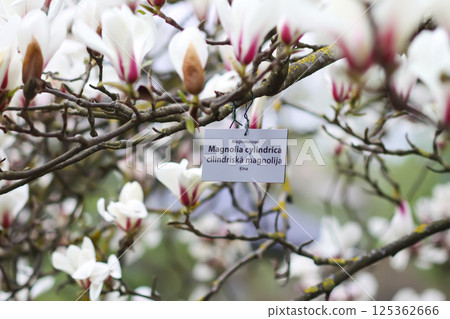 Magnolia cylindrica flowers at spring. Beauty in nature. Magnolia cylindrica flowers at spring. Beauty in nature. 125362666