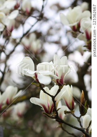 Magnolia flowers at spring. Beauty in nature. Magnolia flowers at spring. Beauty in nature. 125362667