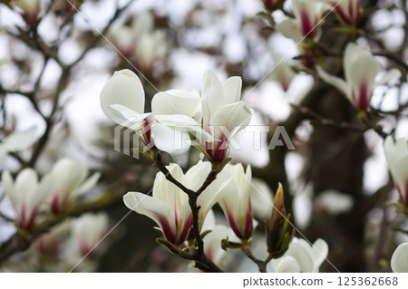 Magnolia flowers at spring. Beauty in nature. Magnolia flowers at spring. Beauty in nature. 125362668