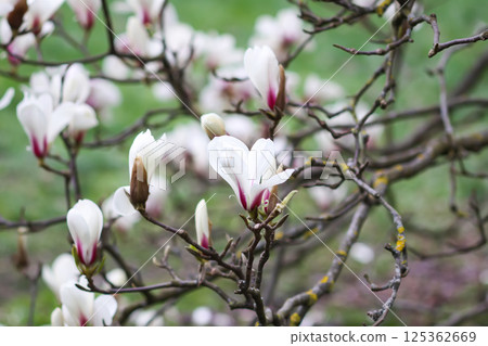 Magnolia flowers at spring. Beauty in nature. Magnolia flowers at spring. Beauty in nature. 125362669