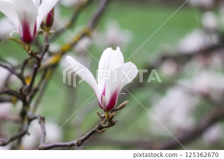 Magnolia flowers at spring. Beauty in nature. 125362670