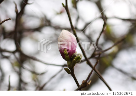 Magnolia tree with a pink flowers at spring. Beauty in nature. Magnolia tree with a pink flowers at spring. Beauty in nature. 125362671