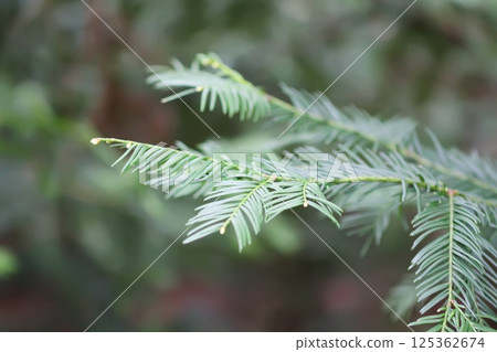 Taxus evergreen tree close up. Branches with young green needles. 125362674