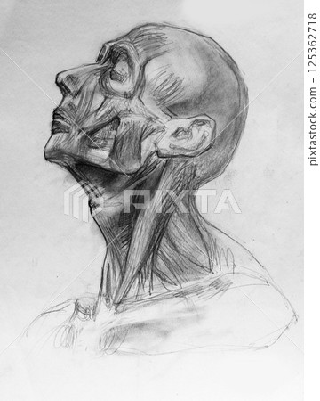 pencil drawing illustration, sketch, hand made 125362718